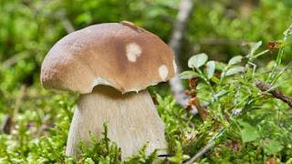 Гъбите в менюто: хранителни качества и безопасност