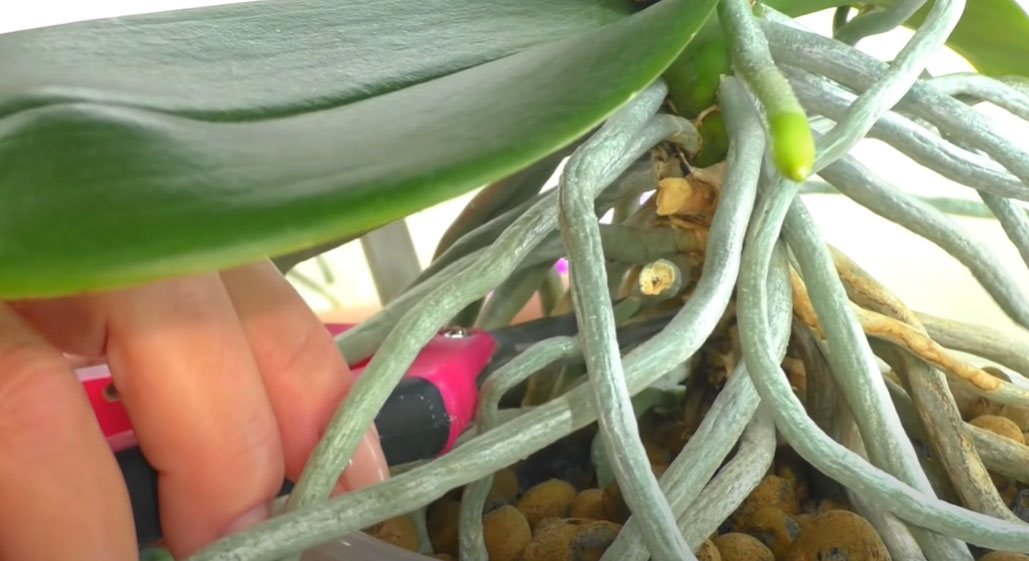 Размножаване на орхидея Phalaenopsis